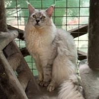 Exercise for Giants: Keeping Your Maine Coon Active Indoors