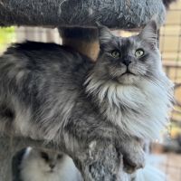 Best Methods for Keeping a Luscious Coat on Your Maine Coon Cat
