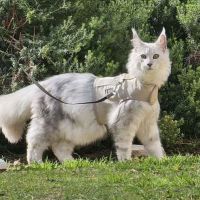 Top 10 Quirks of Maine Coons