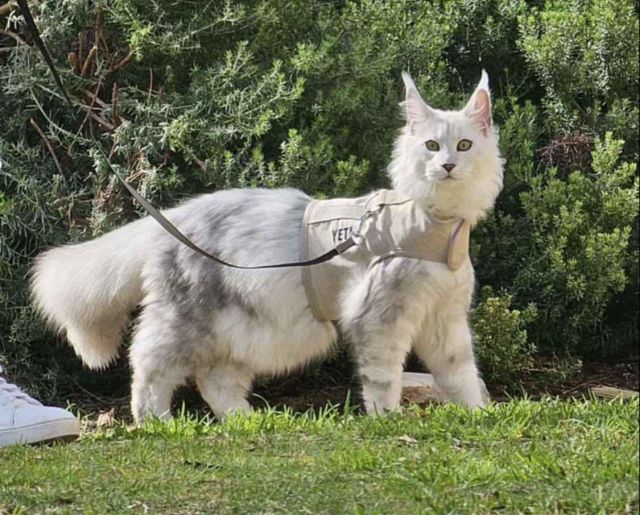 Top 10 Quirks of Maine Coons