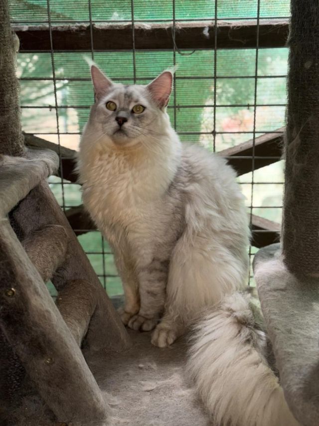 Exercise for Giants: Keeping Your Maine Coon Active Indoors