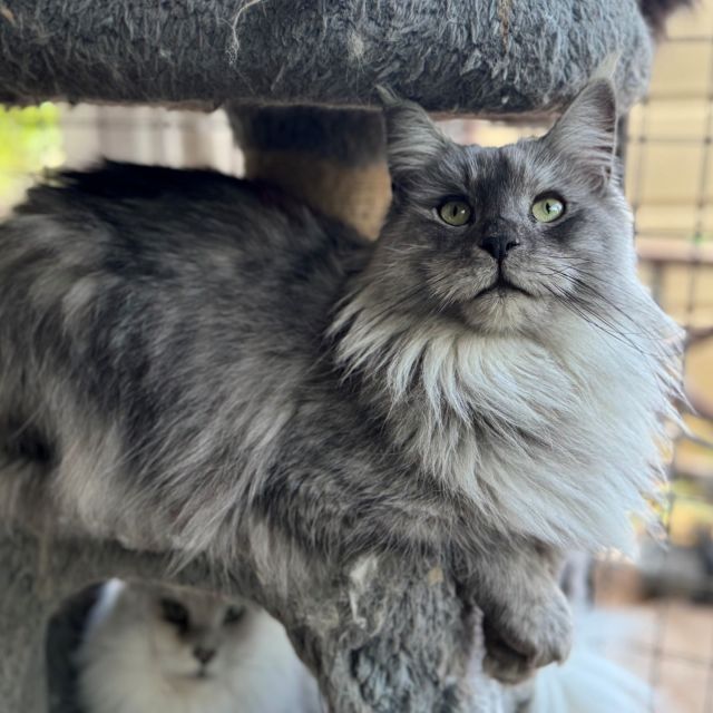 Best Methods for Keeping a Luscious Coat on Your Maine Coon Cat