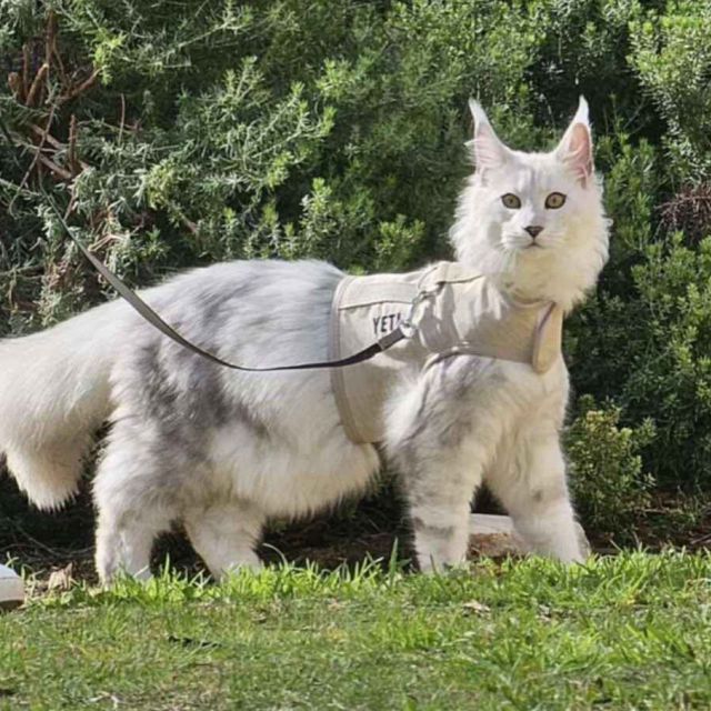 Top 10 Quirks of Maine Coons