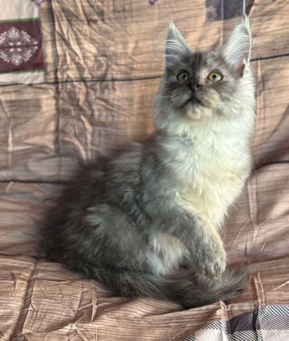 heavensgate_graduate_16