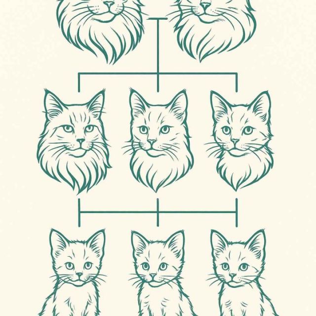 New Website Launch: Explore Our Cats Like Never Before