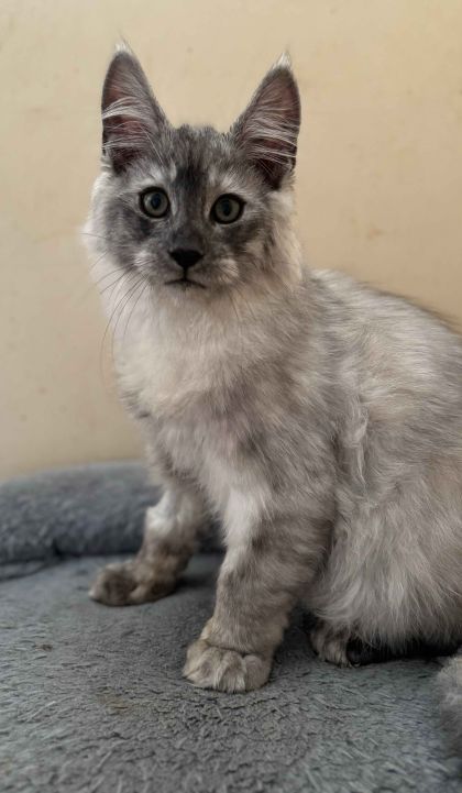 heavensgate_graduate_23